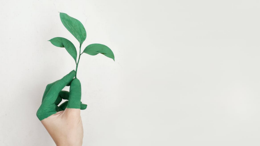 Could black soldier fly farming really make a difference in sustainability?