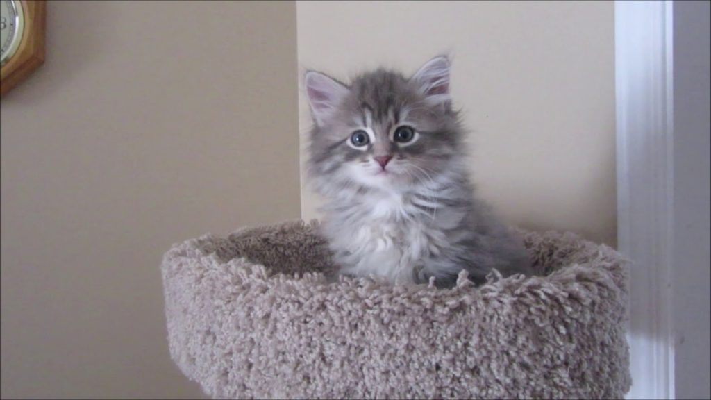 10 REASONS WHY YOU SHOULD INVEST IN SIBERIAN KITTENS