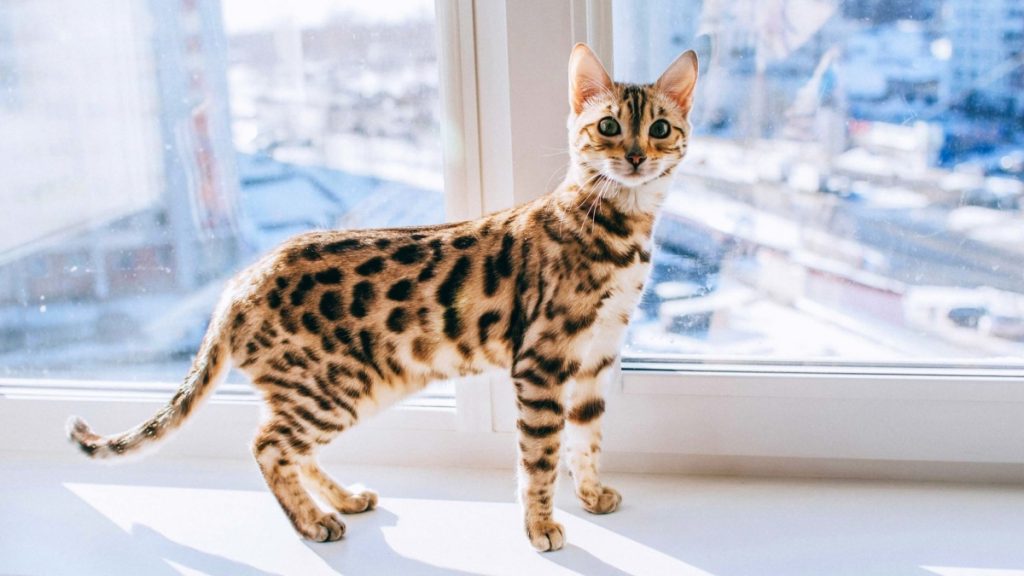 HOW TO GET A HIGHLY HEALTHY BENGAL KITTEN