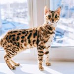 HOW TO GET A HIGHLY HEALTHY BENGAL KITTEN