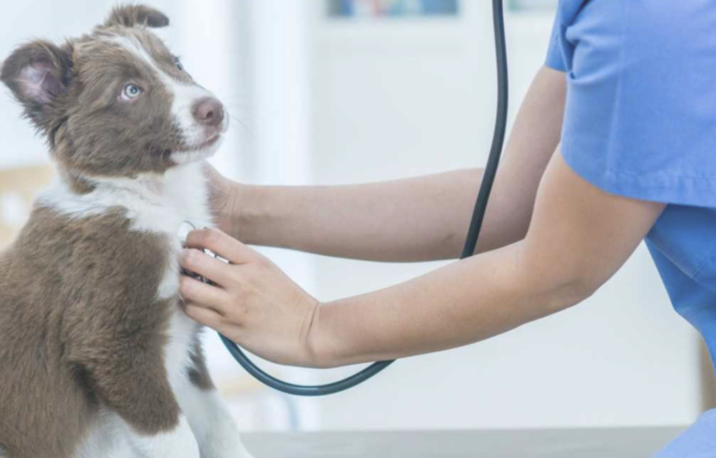 How Much Does It Cost To Buy a Veterinary Practice?