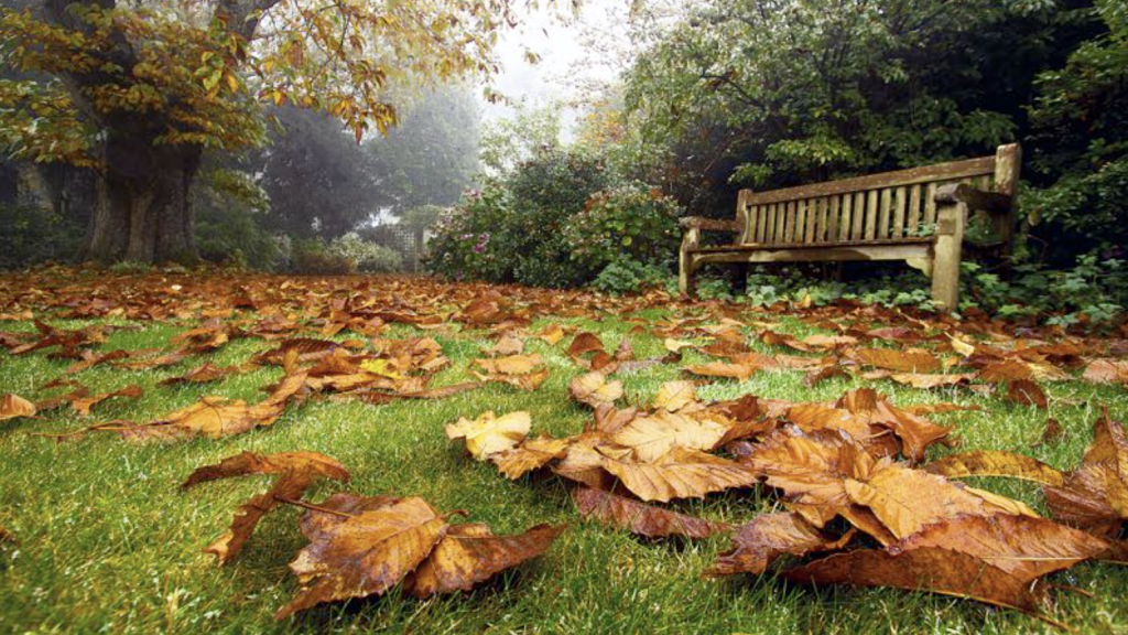 How to take care of your lawn during autumn