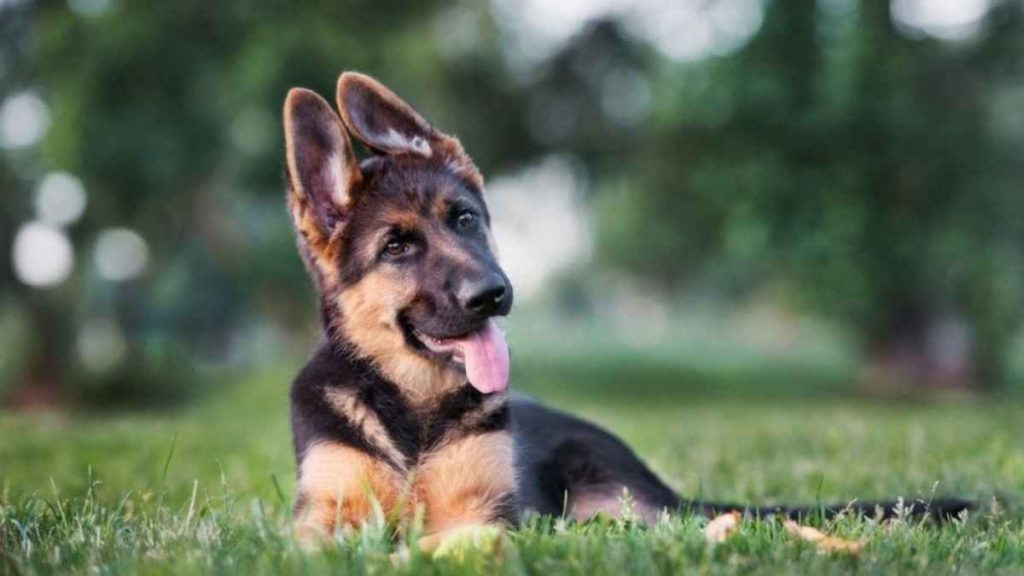 How do you tell what color a German Shepherd Puppy will be?