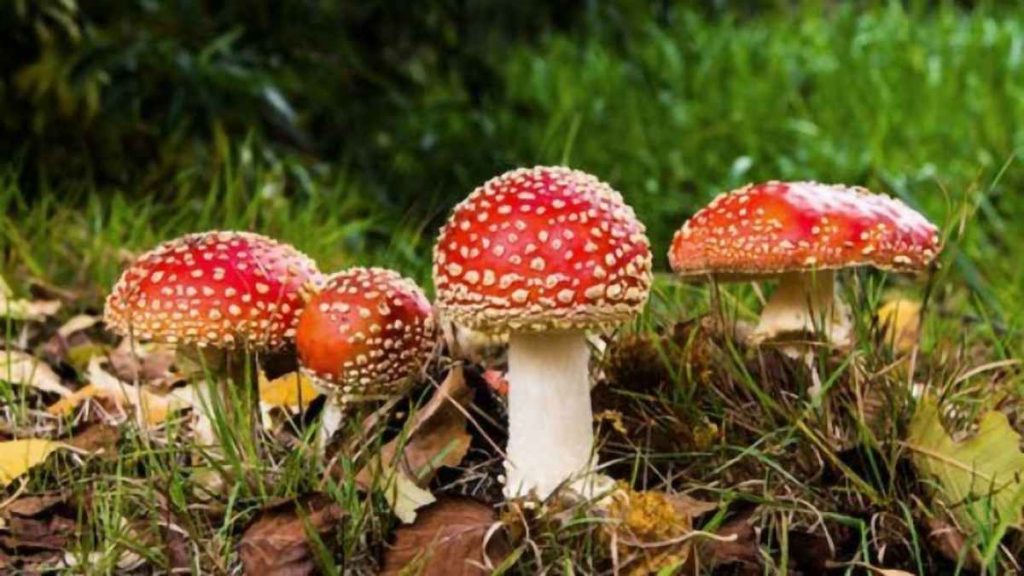 Mushroom Magic Unlocking the Potential of Muscimol for Treating Epilepsy and Seizure Disorders