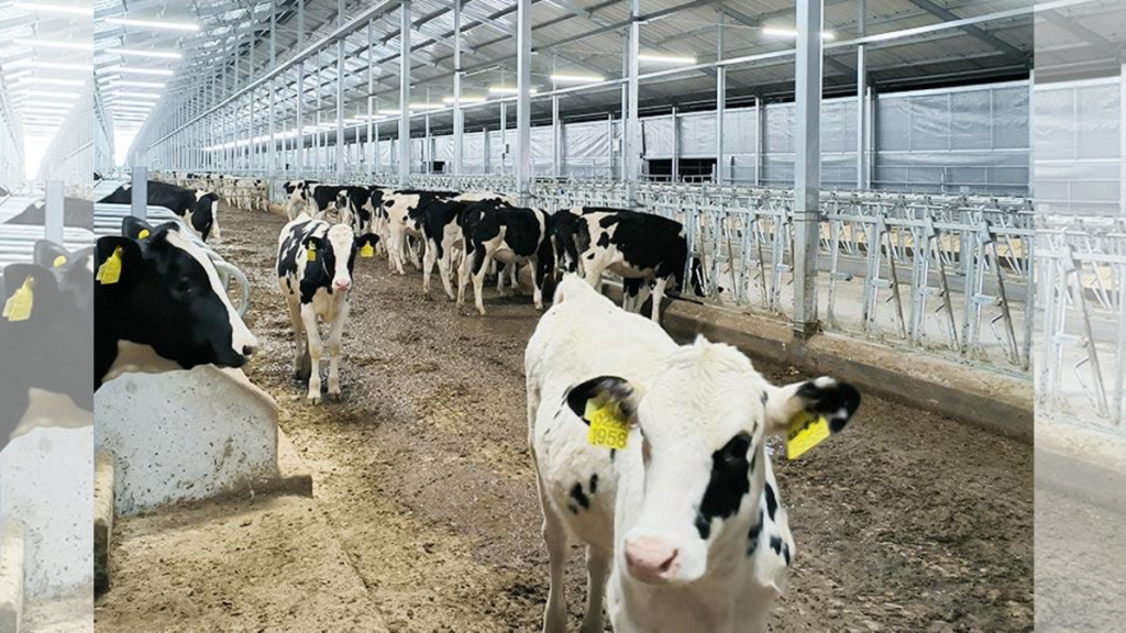 Does Dairy Lighting Increase Milk Production? | Misconceptions