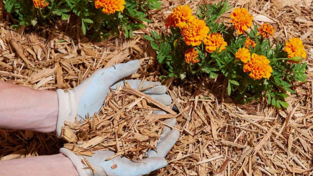 Mulching What is it and why is it used in Gardening