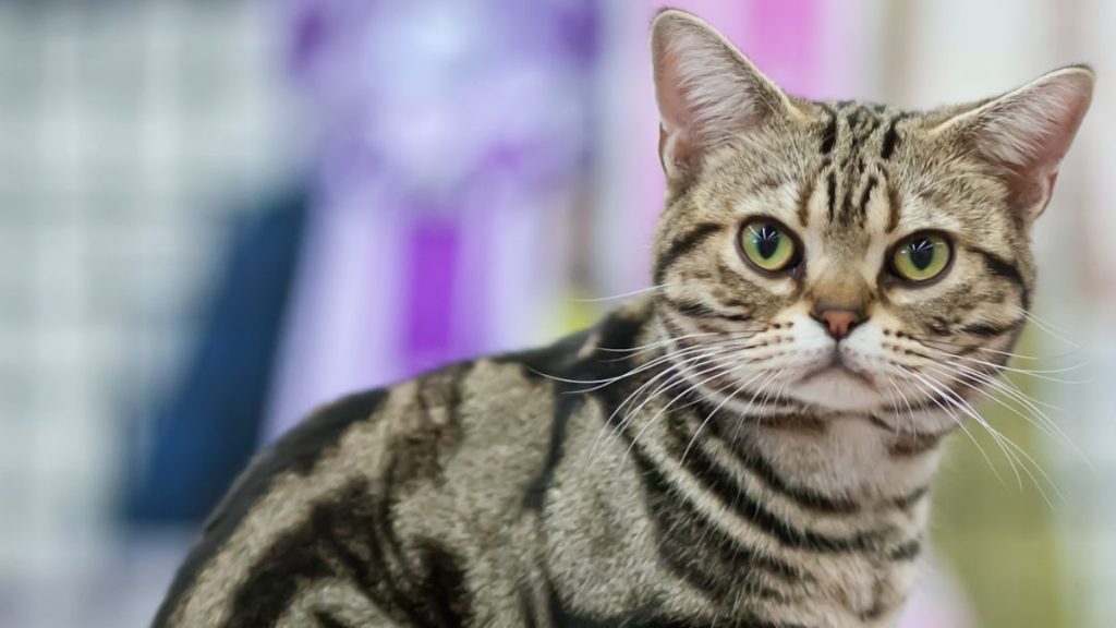 Best Cat Breeds to Have in Your Condo