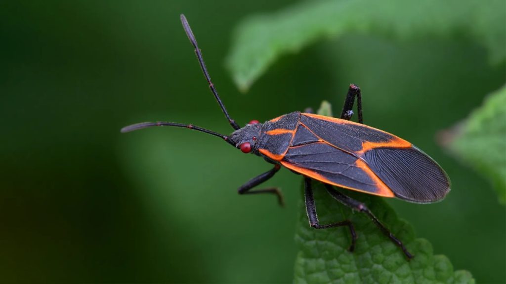 Everything You Need To Know About Boxelder Bugs