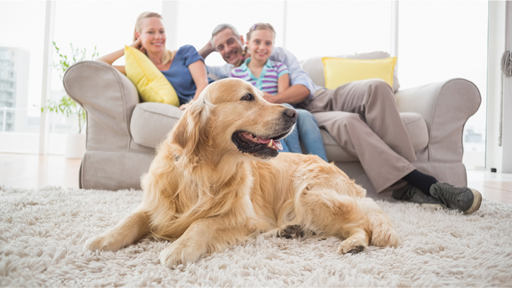5 Ways to Deal with Pet Allergies in a Condo
