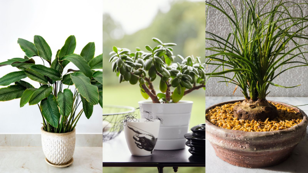 6 Indoor Plants That Are Safe for Pets