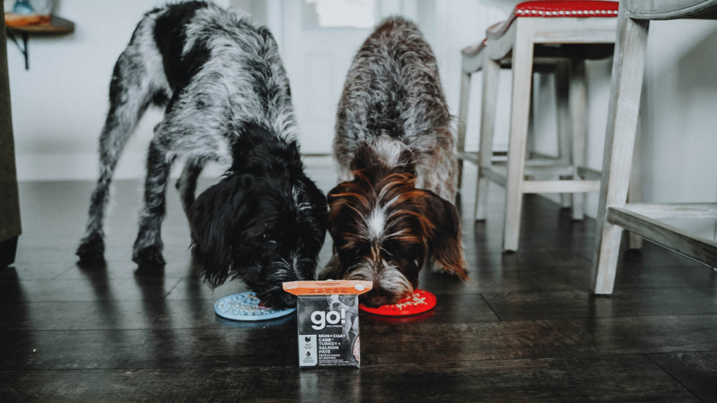 4 Fun and Exciting Mealtime Ideas for Dogs